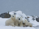 Polar Bears (Ursus Maritimus)  Churchill  Hudson Bay  Manitoba  Canada