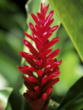 Reine De Malaise Flower at the Balata Botanical Gardens  Martinique  West Indies