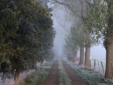 Tree Avenue in Fall  Early Morning  Hiller Moor  Luebbecke  Nordrhein Westfalen  Germany