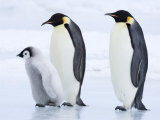 Emperor Penguins (Aptenodytes Forsteri) and Chick  Snow Hill Island  Weddell Sea  Antarctica