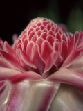 Torch Ginger Flower at the Balata Botanical Gardens  Near Fort De France  Martinique  West Indies