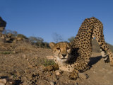 Cheetah  Acinonyx Jubatus  Duesternbrook Private Game Reserve  Windhoek  Namibia  Africa