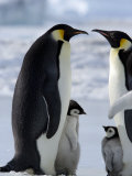 Emperor Penguins (Aptenodytes Forsteri) and Chicks  Snow Hill Island  Weddell Sea  Antarctica