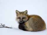 Redfox (Vulpes Vulpes)  Churchill  Hudson Bay  Manitoba  Canada
