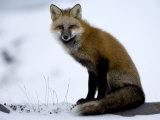 Redfox (Vulpes Vulpes)  Churchill  Hudson Bay  Manitoba  Canada