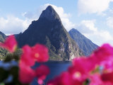 Pitons Volcanic Mountains  with Bougainvillea Flowers in Foreground  St Lucia  West Indies