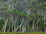 Eucalyptus Trees  Wilsons Promontory National Park  Victoria  Australia