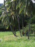 Man Climbing a Coconut Tree  Tobago  West Indies  Caribbean  Central America