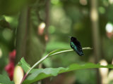 Colibri Humming Bird  Martinique  Lesser Antilles  West Indies  Caribbean  Central America