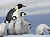 Emperor Penguin (Aptenodytes Forsteri) and Chicks  Snow Hill Island  Weddell Sea  Antarctica