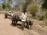 Bullock Carts  Tala  Bandhavgarh National Park  Madhya Pradesh  India