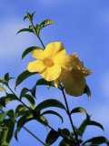 Yellow Alamanda Flowers  Martinique  Lesser Antilles  West Indies  Caribbean  Central America