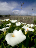 White Arum Lily  Araceae  Great Ocean Road  Victoria  Australia
