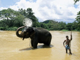 Elephant Bathing in the River after a Working Day  Kandy Area  Sri Lanka