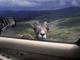 Big Horn Sheep Looking Through Car Window  Mt Evans  Colorado  USA