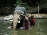 Two Men Washing an Elephant in the River after a Working Day  Kandy Area  Sri Lanka
