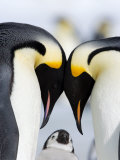 Emperor Penguins (Aptenodytes Forsteri) and Chick  Snow Hill Island  Weddell Sea  Antarctica