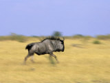 Blue Wildebeest  Connochaetes Tauvinus  Chobe National Park  Savuti  Botswana  Africa