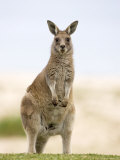 Eastern Grey Kangaroo (Macropus Fuliginosus)  Marramarang National Park  New South Wales  Australia