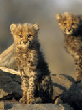 Cheetah Cubs  Acinonyx Jubatus  Duesternbrook Private Game Reserve  Windhoek  Namibia  Africa