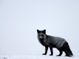 Silverfox (Red Fox) (Vulpes Vulpes)  Churchill  Hudson Bay  Manitoba  Canada
