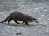 European River Otter  Lutra Lutra  Wildlife Preserve  Rheinhardswald  Germany
