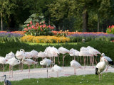 Wilhelma Zoo and Botanical Gardens  Stuttgart  Baden Wurttemberg  Germany