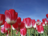 Tulipa Species  Alkmaar  Holland (Netherlands)