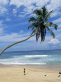 Palm Tree and Coconut Seller  Hikkaduwa Beach  Sri Lanka