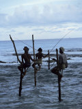 Stilt Fishermen Fishing from Their Poles Between Unawatuna and Weligama  Sri Lanka
