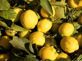 Close-Up of Lemons in the Market  Menton  Provence  Cote d'Azur  France