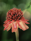 Torch Ginger Flower  St Lucia  Windward Islands  West Indies  Caribbean  Central America