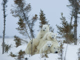Polar Bear (Ursus Maritimus) Mother with Triplets  Wapusk National Park  Churchill  Manitoba