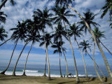 Palm Trees Between Unawatuna and Weligama  Sri Lanka