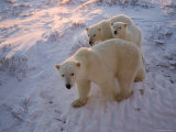 Polar Bears (Ursus Maritimus)  Churchill  Hudson Bay  Manitoba  Canada