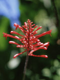 Tropical Flower  St Lucia  Windward Islands  West Indies  Caribbean  Central America