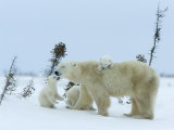 Polar Bear (Ursus Maritimus) Mother with Triplets  Wapusk National Park  Churchill  Manitoba