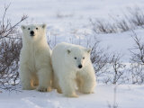 Polar Bear Cubs (Ursus Maritimus)  Churchill  Hudson Bay  Manitoba  Canada