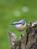 Eurasian Nuthatch (Sitta Europaea)  Bielefeld  Germany