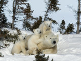 Polar Bear (Ursus Maritimus) Mother with Triplets  Wapusk National Park  Churchill  Manitoba