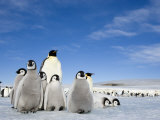 Emperor Penguin (Aptenodytes Forsteri) and Chicks  Snow Hill Island  Weddell Sea  Antarctica
