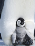 Emperor Penguin Chick (Aptenodytes Forsteri)  Snow Hill Island  Weddell Sea  Antarctica