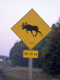 Sign  Moose Crossing the Road  Algonquin Provincial Park  Ontario  Canada