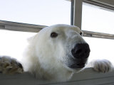 Polar Bear (Ursus Maritimus)  Churchill  Hudson Bay  Manitoba  Canada