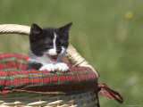 Cat  Lemgo  Germany