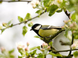 Great Tit (Parus Major) in Apple Tree  Bielefeld  Nordrhein Westfalen  Germany