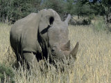 White Rhinoceros  Ceratotherium Simum  Namibia  Africa