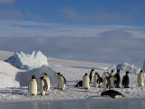 Emperor Penguins (Aptenodytes Forsteri)  Snow Hill Island  Weddell Sea  Antarctica  Polar Regions