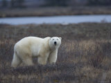 Polar Bear  Ursus Maritimus  Churchill  Manitoba  Canada
