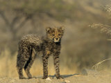 Cheetah Cub  Acinonyx Jubatus  Duesternbrook Private Game Reserve  Windhoek  Namibia  Africa